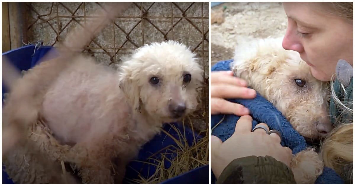 Caozinho que nunca conheceu o amor fica assustado quando alguem