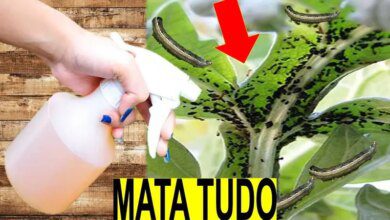Como Acabar Com As Pragas Nas Plantas de Forma Super Eficaz