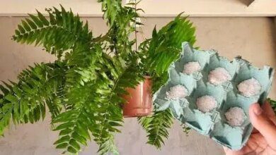 Como Cuidar da Sua Samambaia – Processo que Revigora