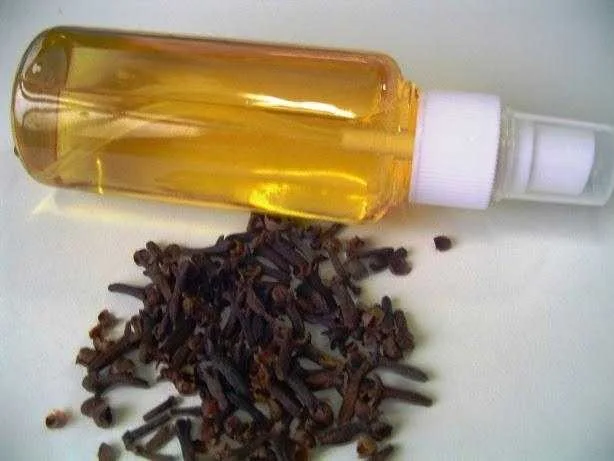 como deixar as formigas e as moscas bem longe da Como deixar as formigas e as moscas bem longe da sua mesa: Aprenda a fazer um repelente natural!