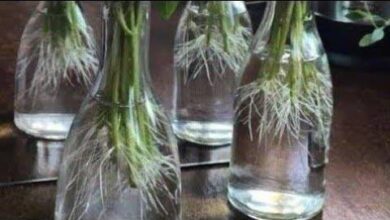 Como Enraizar Galhos em Apenas 7 Dias