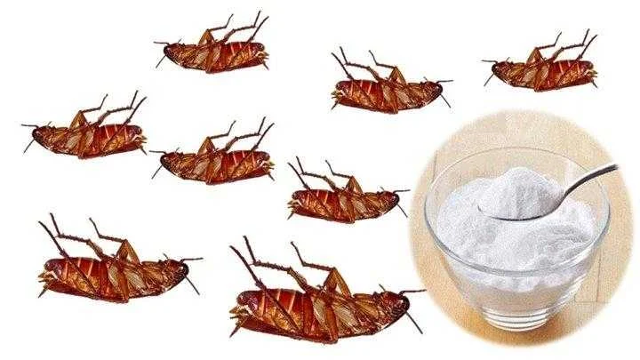 Receita caseira para matar baratas