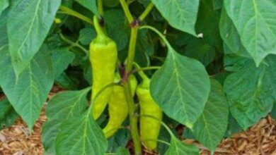 Como Plantar e Cultivar Pimenta de Cheiro em Seu Jardim