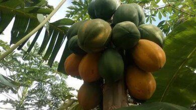 Como Plantar Mamão e ter Exito na Produção