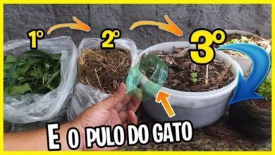 Como Transforma o Mato de Quintal em Cobertura de Solo Para a Horta