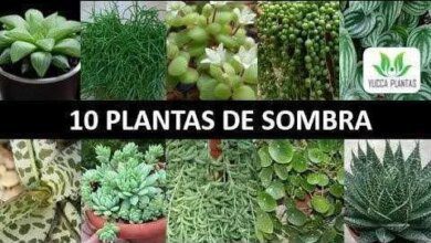 Conheça 10 Tipos de Suculentas de Sombra ou Meia Sombra