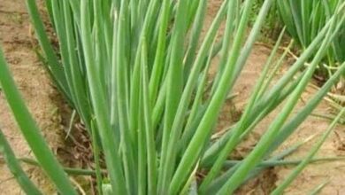 Dicas para ter a cebolinha bem mais bonita