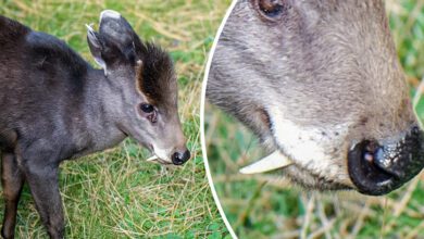 e02f31546b8ecee6cc60ca9f21