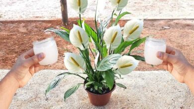 Faça sua Planta Florir com 1 copinho desse Poderoso Adubo