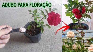 Faça sua Roseira Florir de Forma Simples e Fácil