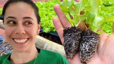 Fazendo Mudas de Alface de Forma Fácil