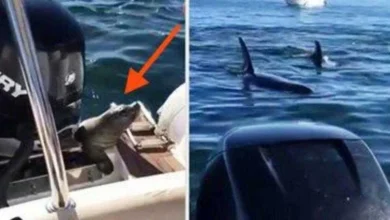 foca desesperada persegue turistas em alto mar quando ela aproxima. quando ela aproxima mostra por que corria atras dele Foca desesperada persegue turistas em alto mar. Quando ela aproxima mostra por que corria atrás deles!!