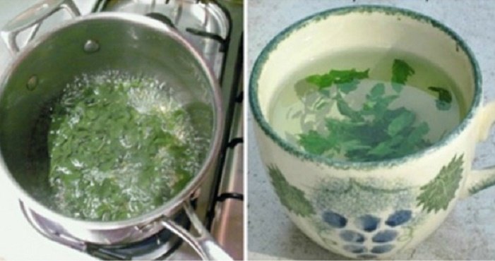 folha de amora e milagrosa para as mulheres equilibra os 1550853004 896 PLANTA MILAGROSA PARA MULHERESEQUILIBRA OS HORMONIOS E EMAGRECE