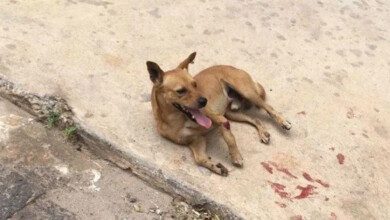 Homem arremessa cão de janela de prédio no DF e causa revolta