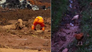 Justiça obriga Vale a resgatar animais da lama sob multa diária de R$ 50 mil