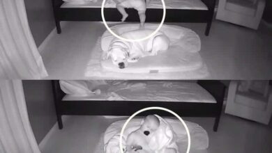 mae flagra como garotinho dorme com cao toda noite no Mãe flagra como garotinho dorme com cão toda noite no chão. Assista!