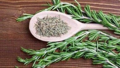 Os 8 benefícios do Alecrim para saúde fr
