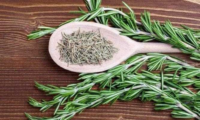 os 8 beneficios do alecrim para saude Os 8 benefícios do Alecrim para saúde fr