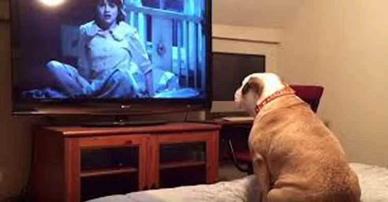 reacao de bulldog assistindo filme de terror e hilaria Reação de Bulldog assistindo filme de terror é hilaria