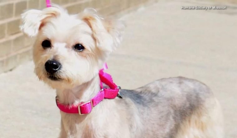 seu dono o esfaqueou 19 vezes hoje esta completamente transformado 1495034213 864 seu dono o esfaqueou 19 vezes hoje esta completamente transformado pelo amor de um desconhecido