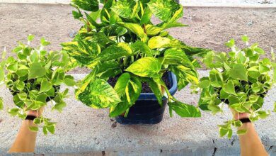 Super Dica Para A Planta Jiboia