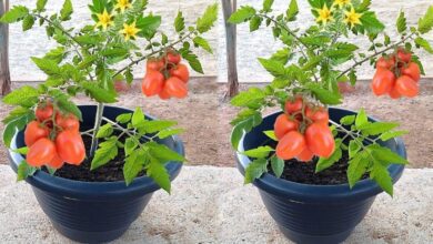 tecnica valiosa para plantacao de tomate Técnica Valiosa para Plantação de Tomate