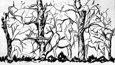 O primeiro animal que você vê revela algo incrível sobre a sua personalidade